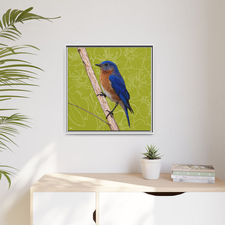 Eastern Bluebird: Missouri State Bird — Framed Canvas Print