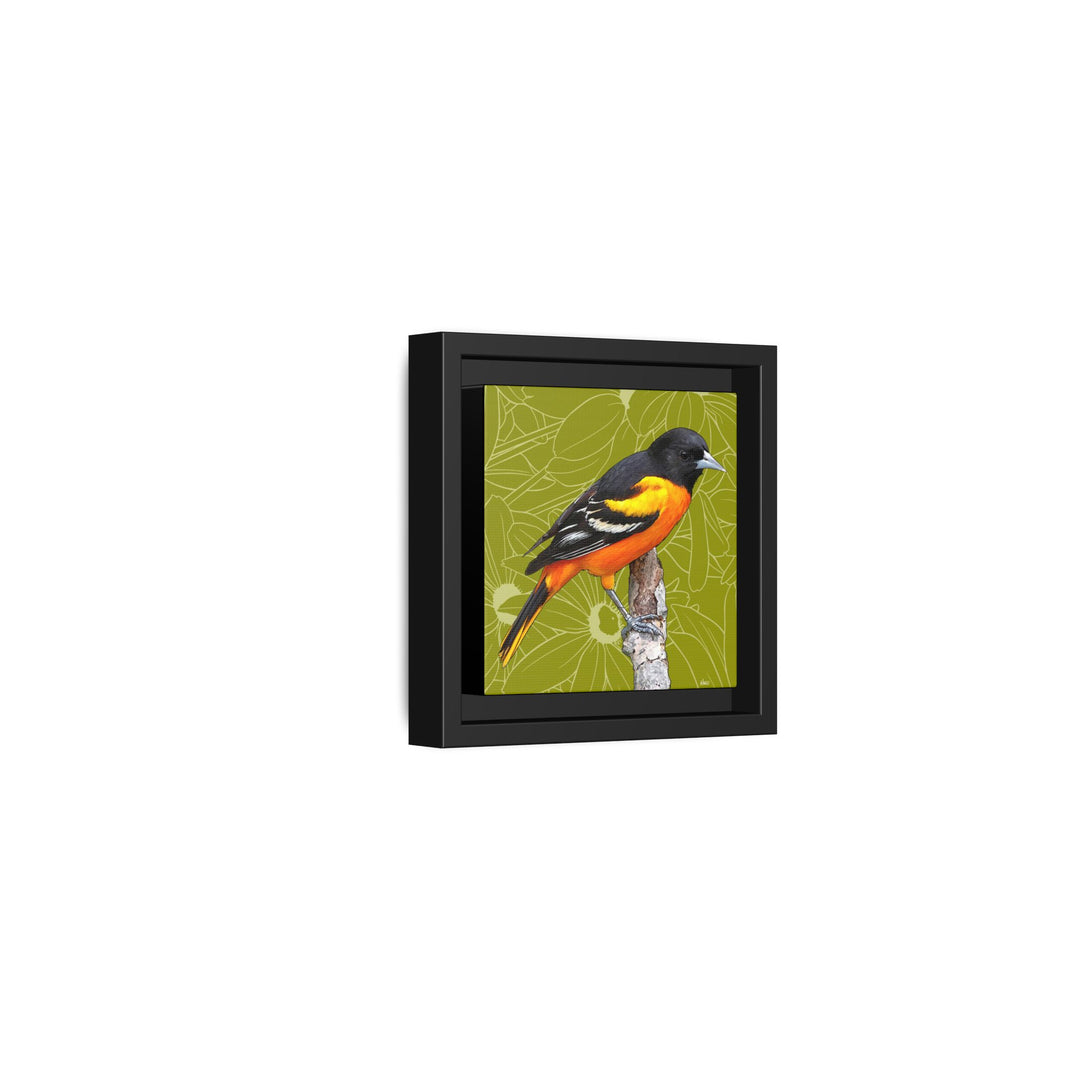 Baltimore Oriole: Maryland State Bird — Framed Canvas Print