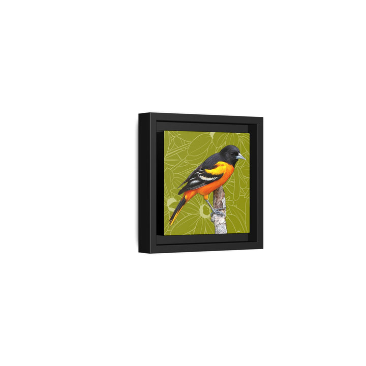 Baltimore Oriole: Maryland State Bird — Framed Canvas Print