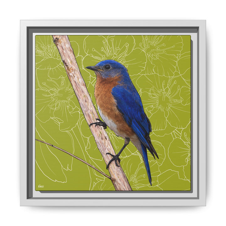 Eastern Bluebird: Missouri State Bird — Framed Canvas Print