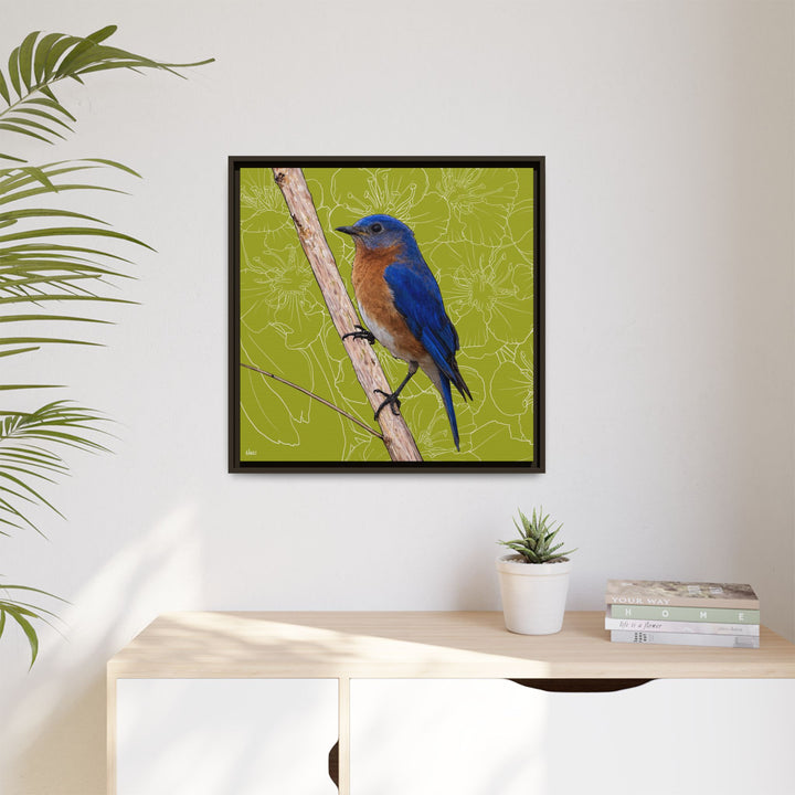 Eastern Bluebird: Missouri State Bird — Framed Canvas Print