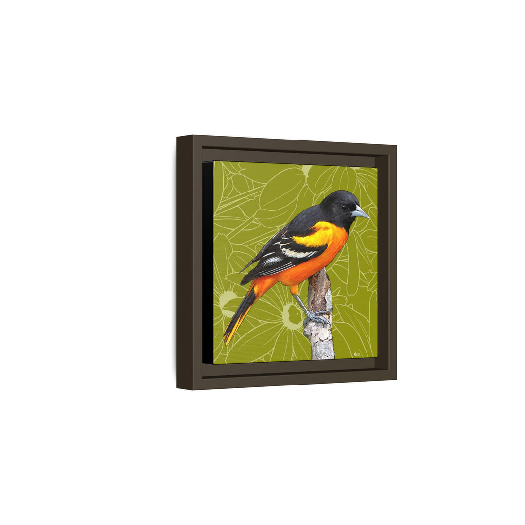 Baltimore Oriole: Maryland State Bird — Framed Canvas Print