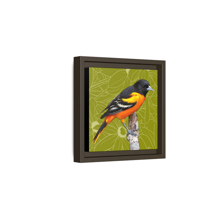 Baltimore Oriole: Maryland State Bird — Framed Canvas Print