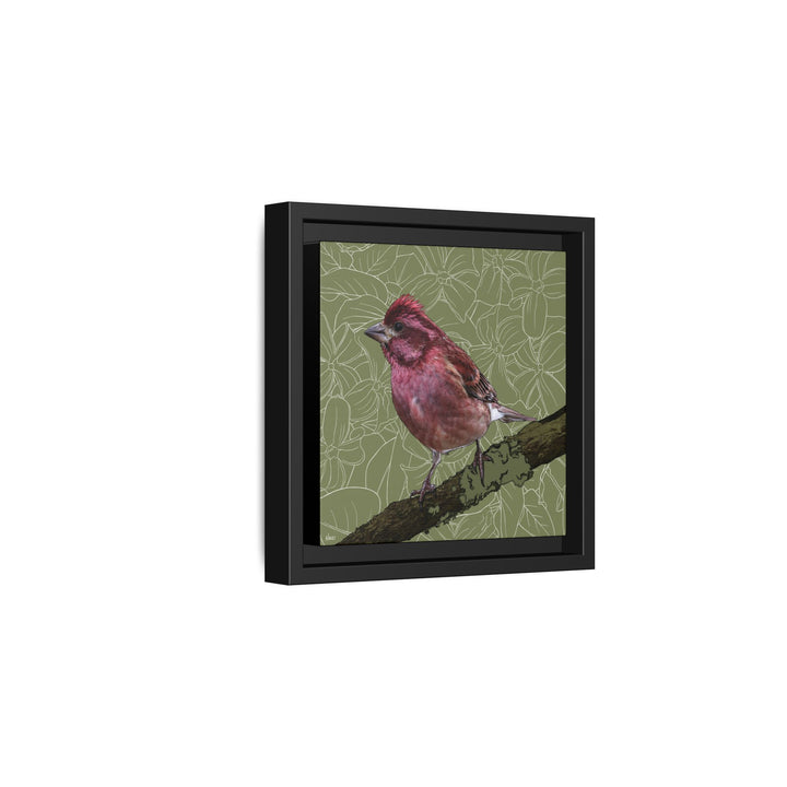 Purple Finch: New Hampshire State Bird — Framed Canvas Print Wall Art