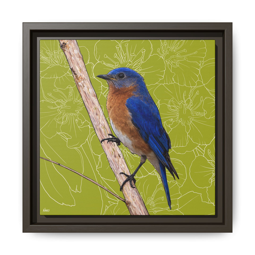 Eastern Bluebird: Missouri State Bird — Framed Canvas Print