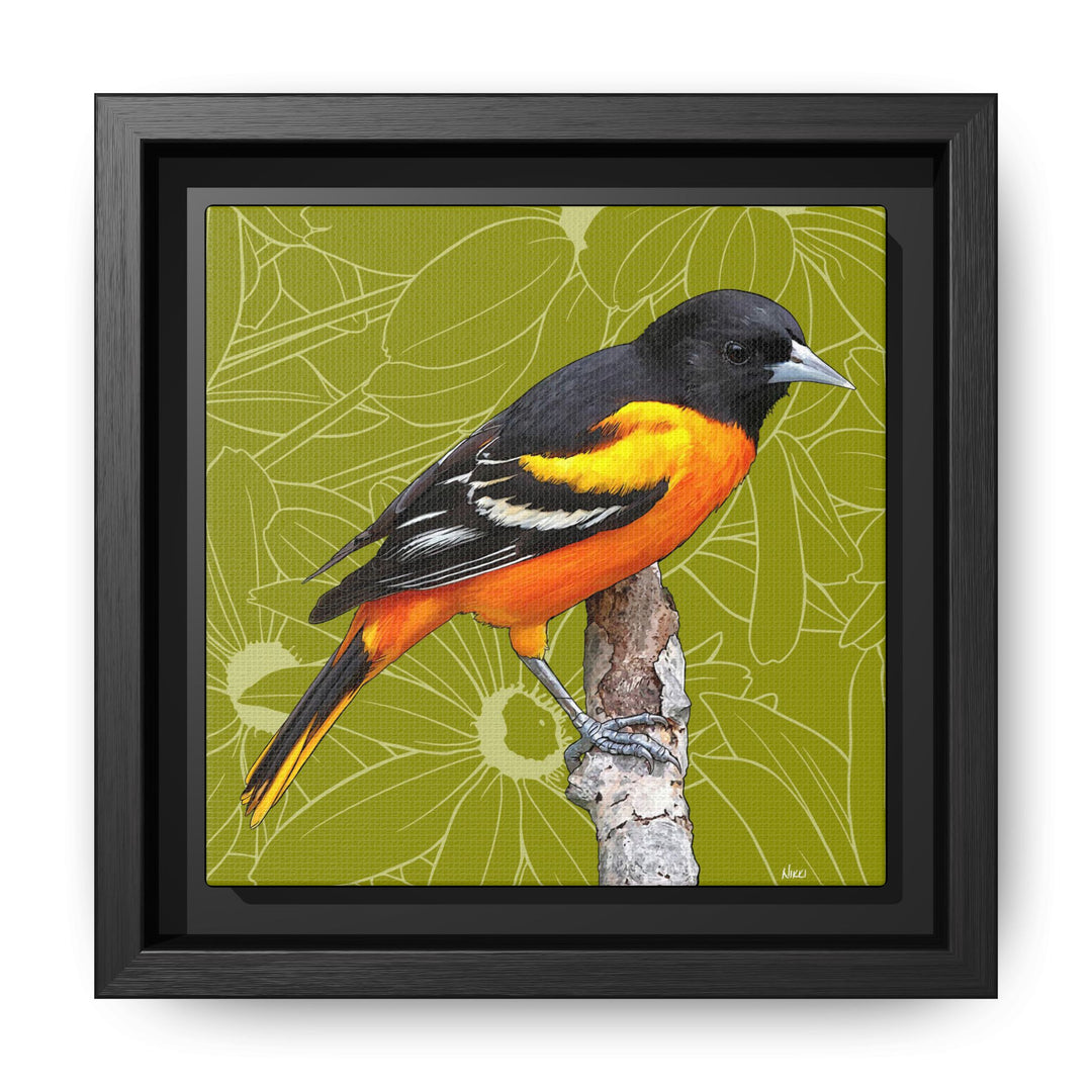 Baltimore Oriole: Maryland State Bird — Framed Canvas Print