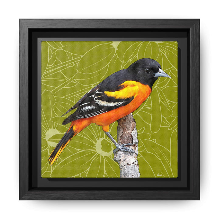 Baltimore Oriole: Maryland State Bird — Framed Canvas Print