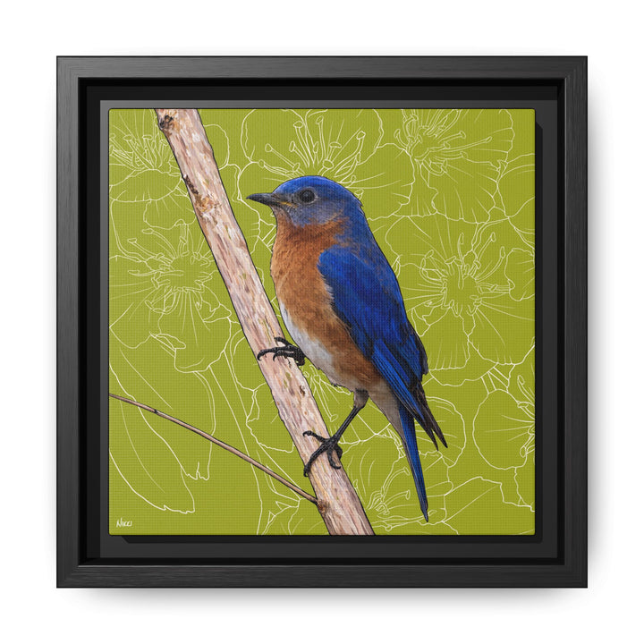 Eastern Bluebird: Missouri State Bird — Framed Canvas Print