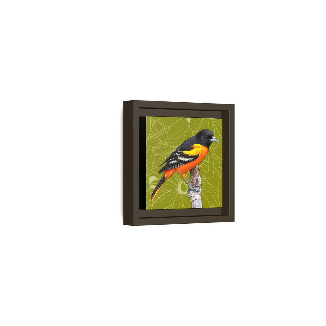Baltimore Oriole: Maryland State Bird — Framed Canvas Print