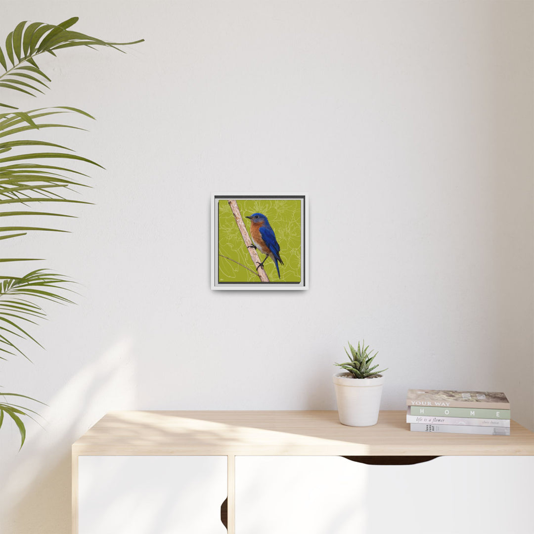 Eastern Bluebird: Missouri State Bird — Framed Canvas Print
