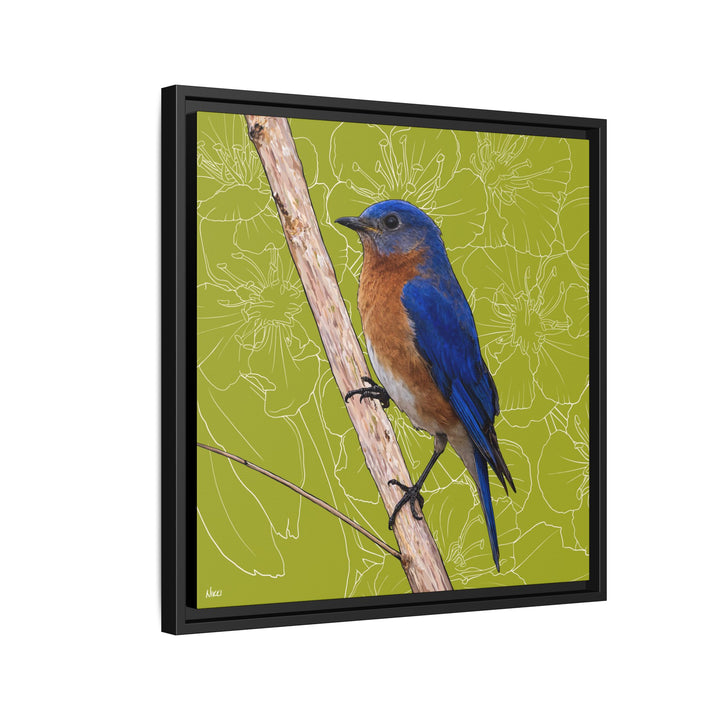 Eastern Bluebird: Missouri State Bird — Framed Canvas Print