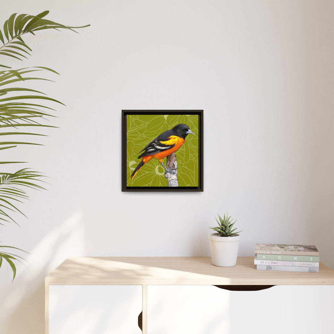 Baltimore Oriole: Maryland State Bird — Framed Canvas Print