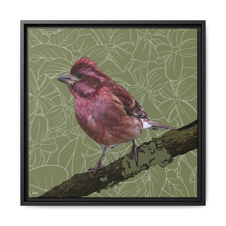 Purple Finch: New Hampshire State Bird — Framed Canvas Print Wall Art