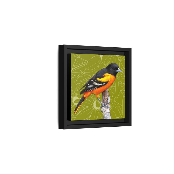 Baltimore Oriole: Maryland State Bird — Framed Canvas Print