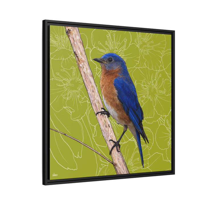 Eastern Bluebird: Missouri State Bird — Framed Canvas Print