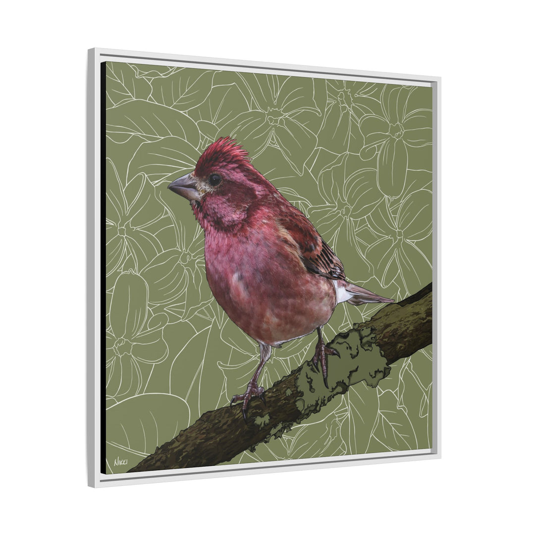 Purple Finch: New Hampshire State Bird — Framed Canvas Print Wall Art