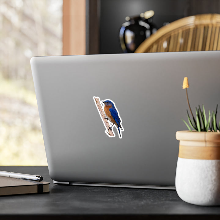 Bluebird Kiss-Cut Vinyl Sticker — Realistic Eastern Bluebird Decal for Laptops, Water Bottles & Windows