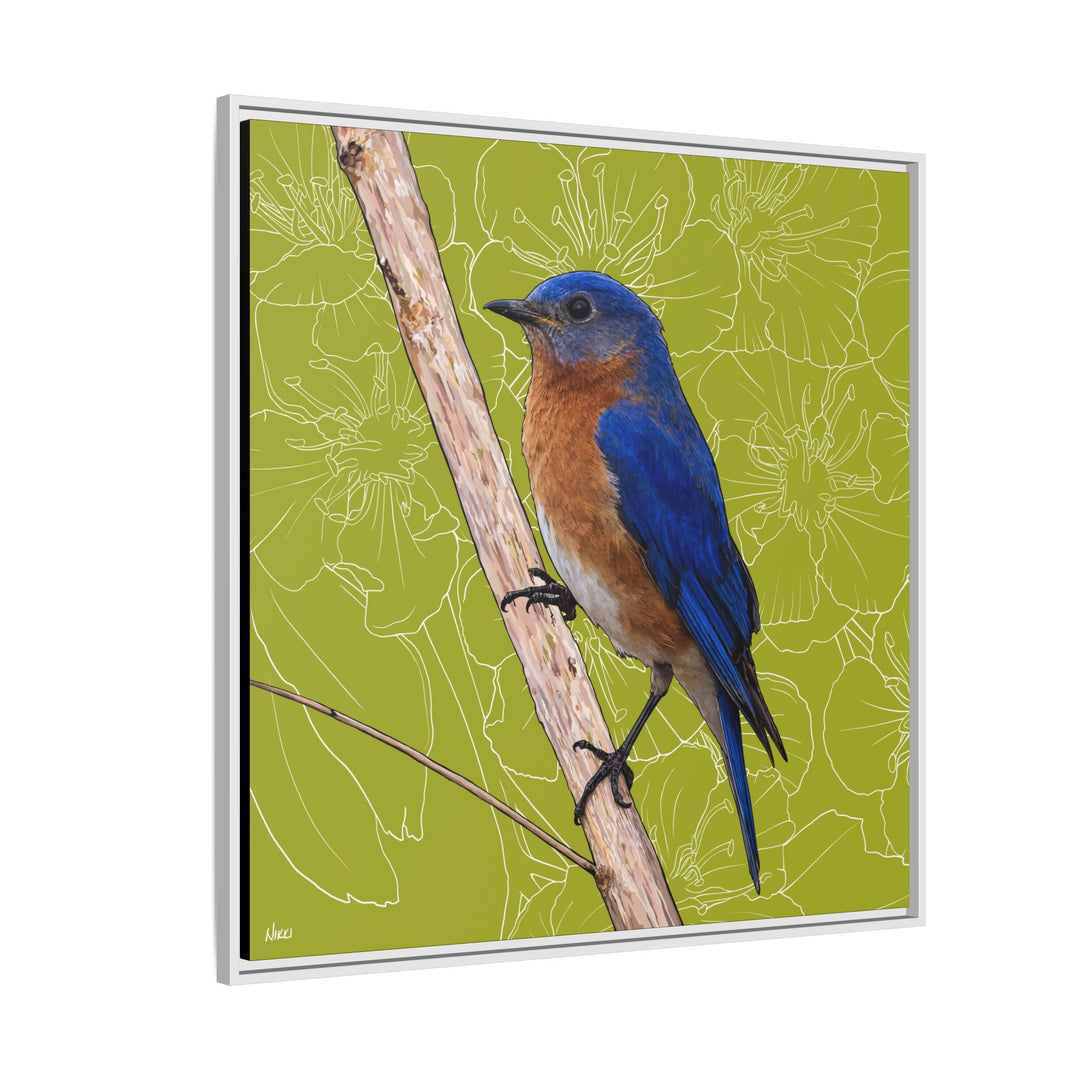 Eastern Bluebird: Missouri State Bird — Framed Canvas Print