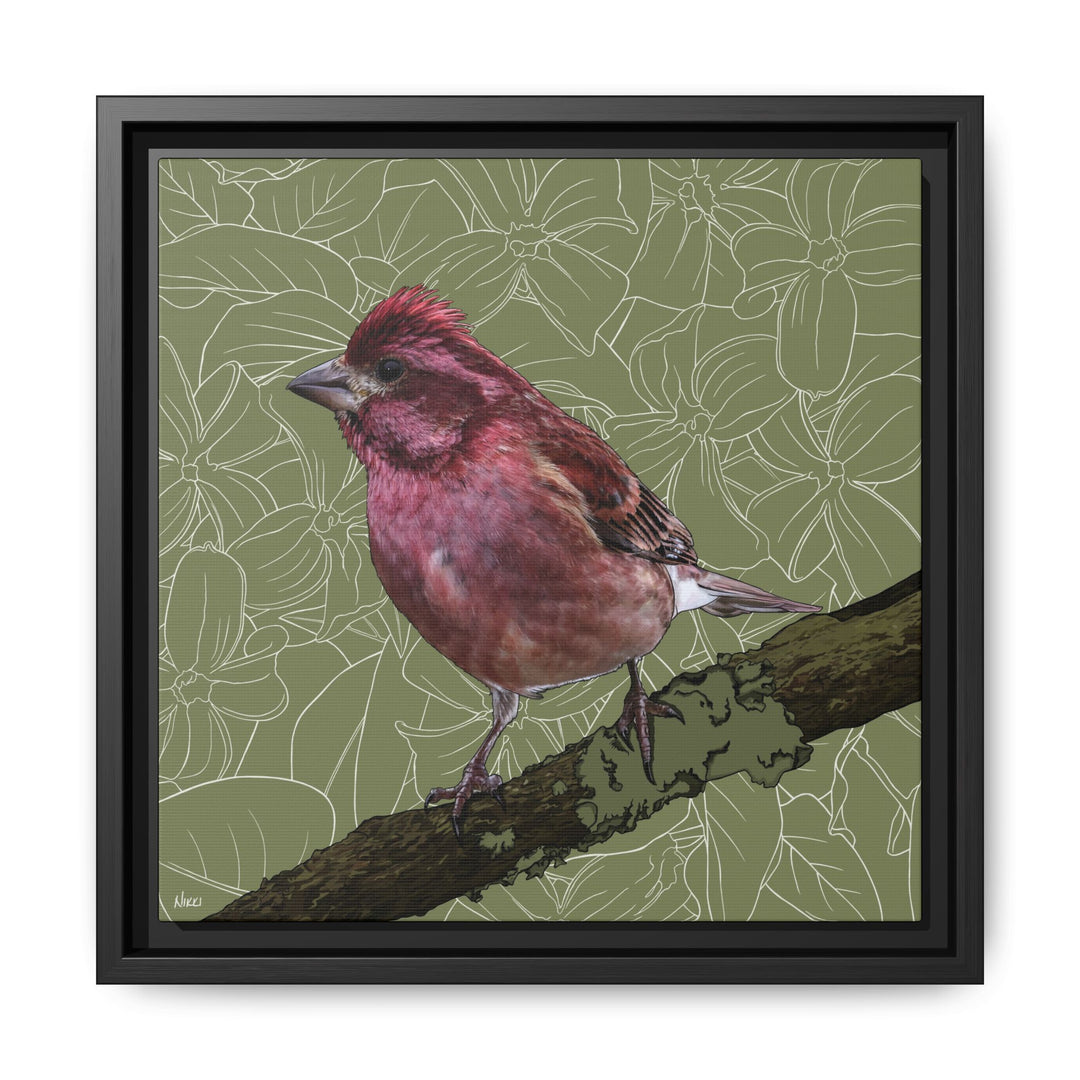 Purple Finch: New Hampshire State Bird — Framed Canvas Print Wall Art