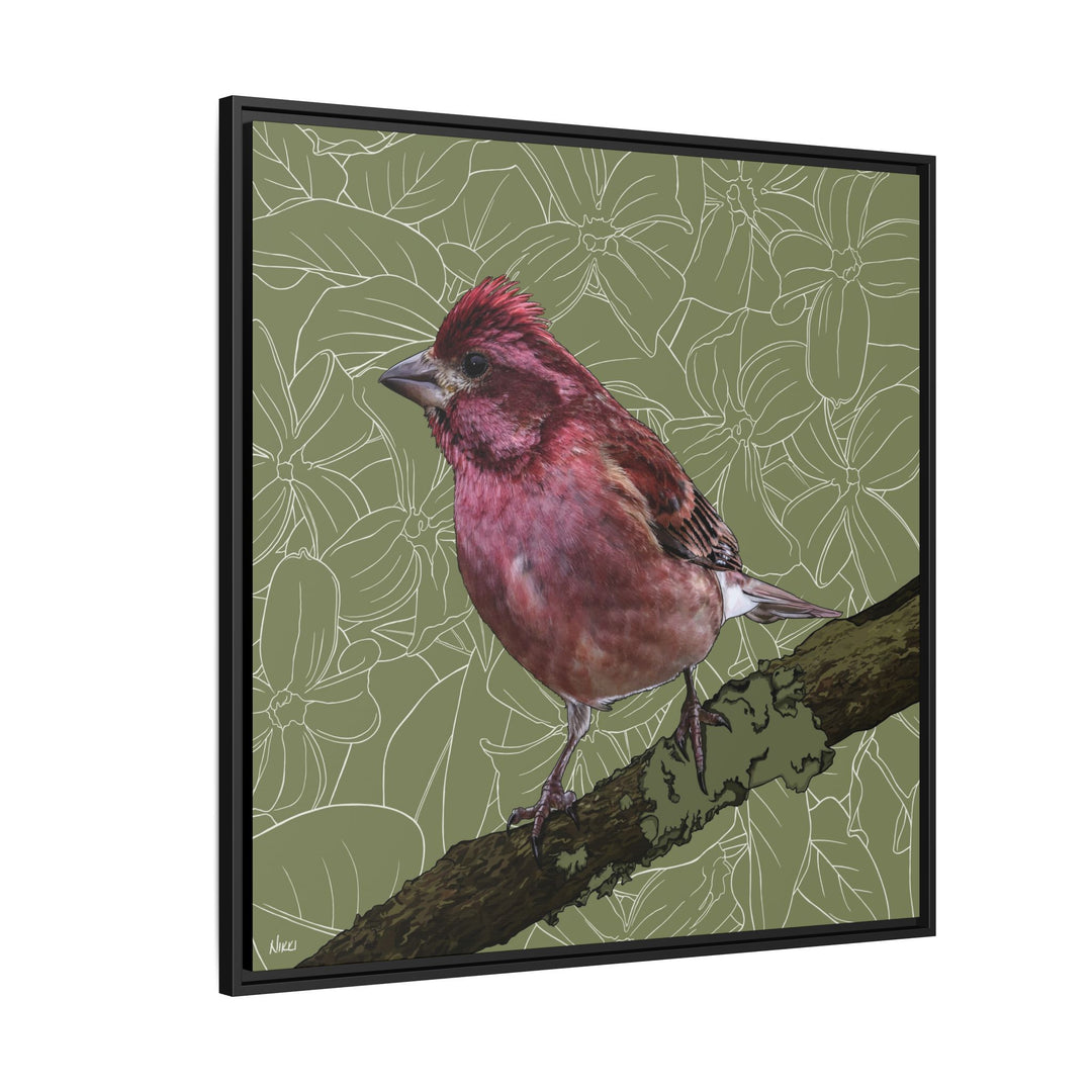 Purple Finch: New Hampshire State Bird — Framed Canvas Print Wall Art