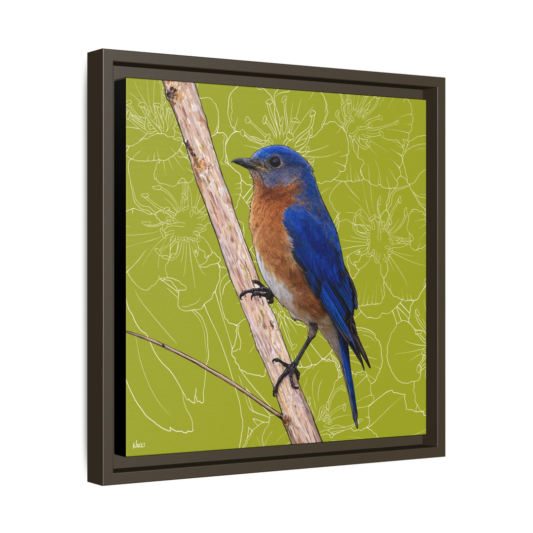 Eastern Bluebird: Missouri State Bird — Framed Canvas Print