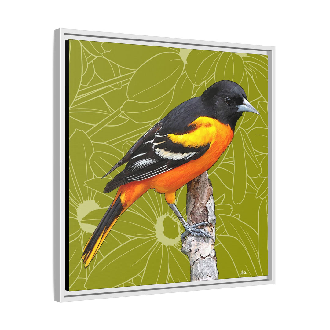 Baltimore Oriole: Maryland State Bird — Framed Canvas Print