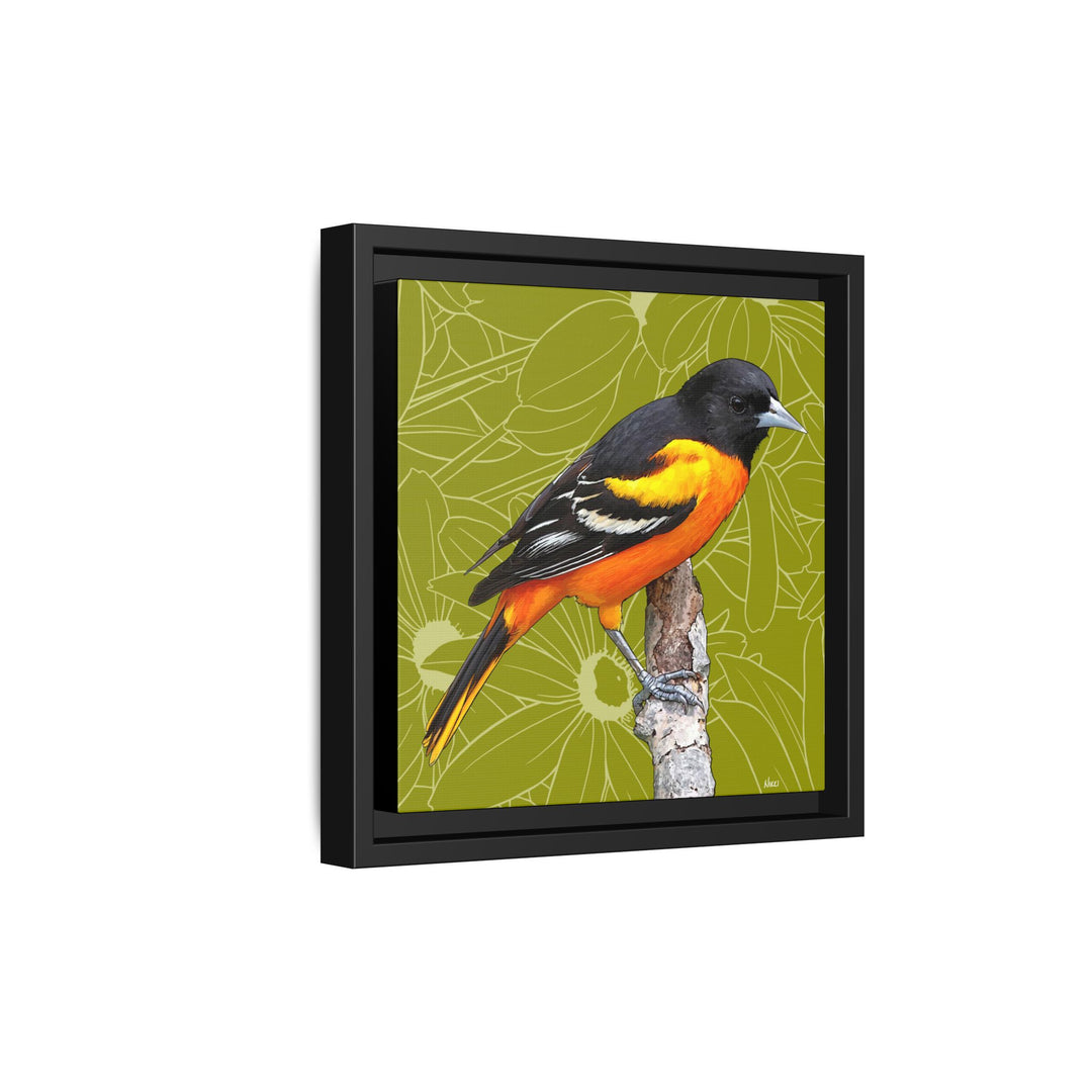 Baltimore Oriole: Maryland State Bird — Framed Canvas Print
