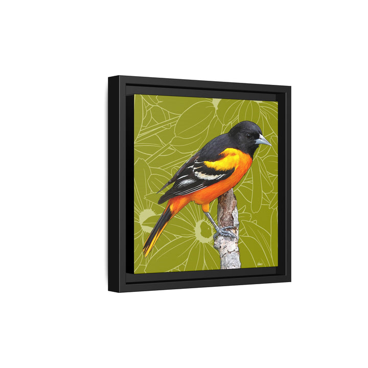 Baltimore Oriole: Maryland State Bird — Framed Canvas Print