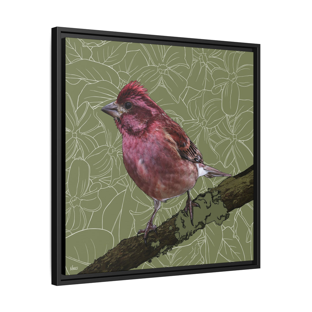 Purple Finch: New Hampshire State Bird — Framed Canvas Print Wall Art