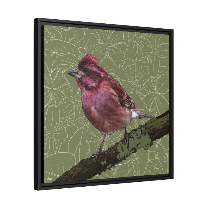 Purple Finch: New Hampshire State Bird — Framed Canvas Print Wall Art