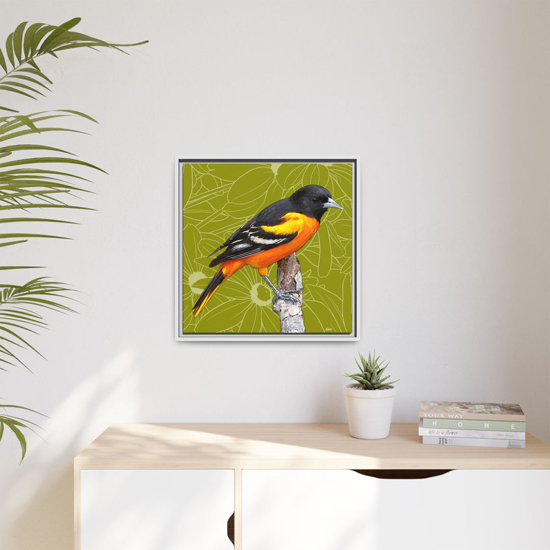 Baltimore Oriole: Maryland State Bird — Framed Canvas Print