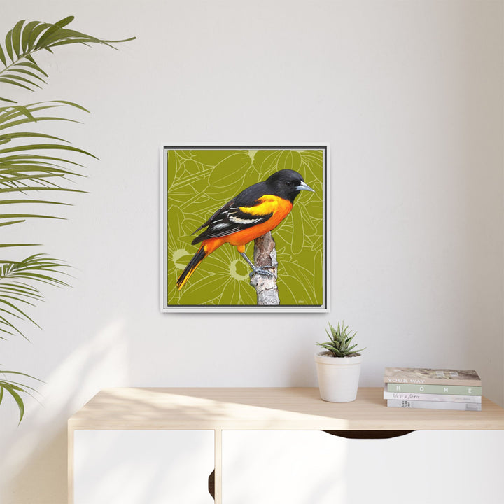 Baltimore Oriole: Maryland State Bird — Framed Canvas Print