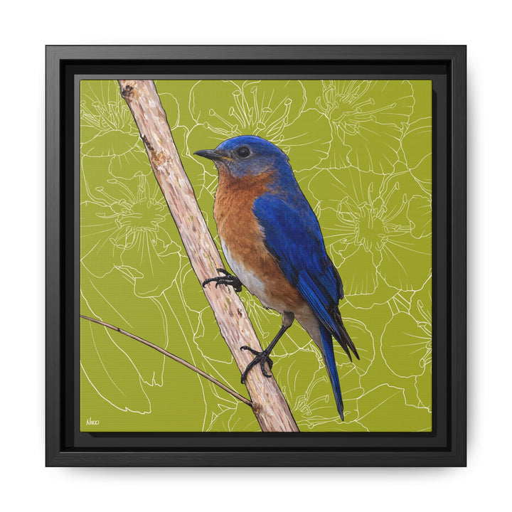 Eastern Bluebird: Missouri State Bird — Framed Canvas Print