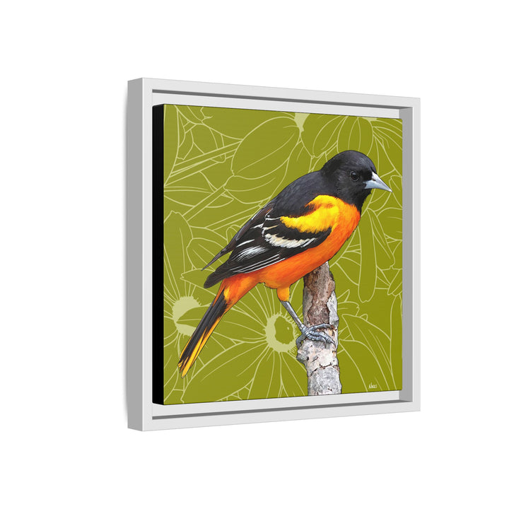 Baltimore Oriole: Maryland State Bird — Framed Canvas Print