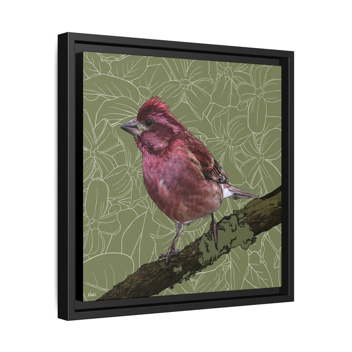 Purple Finch: New Hampshire State Bird — Framed Canvas Print Wall Art
