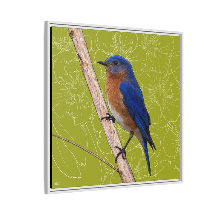 Eastern Bluebird: Missouri State Bird — Framed Canvas Print