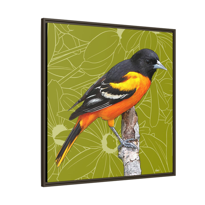 Baltimore Oriole: Maryland State Bird — Framed Canvas Print