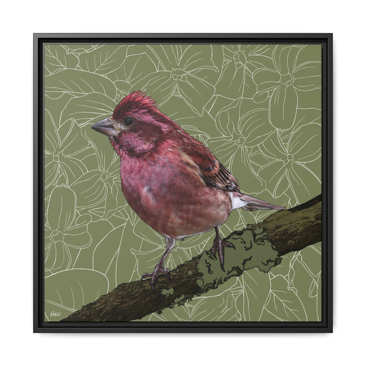 Purple Finch: New Hampshire State Bird — Framed Canvas Print Wall Art