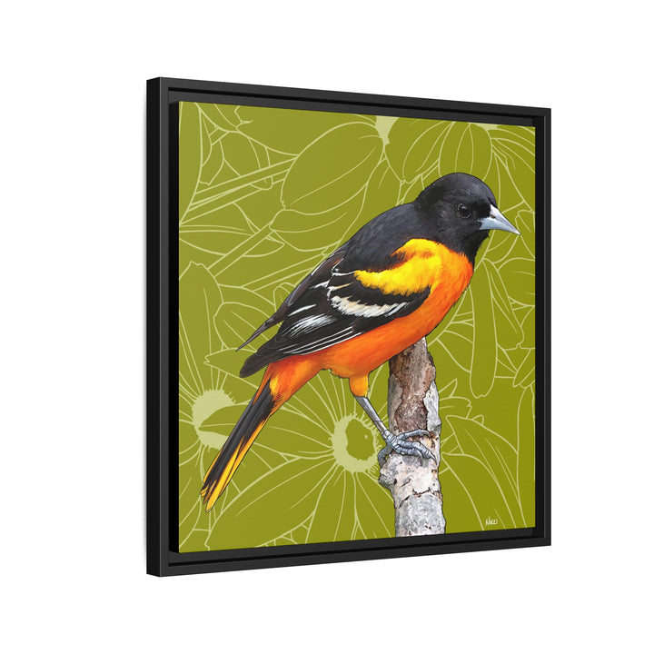 Baltimore Oriole: Maryland State Bird — Framed Canvas Print
