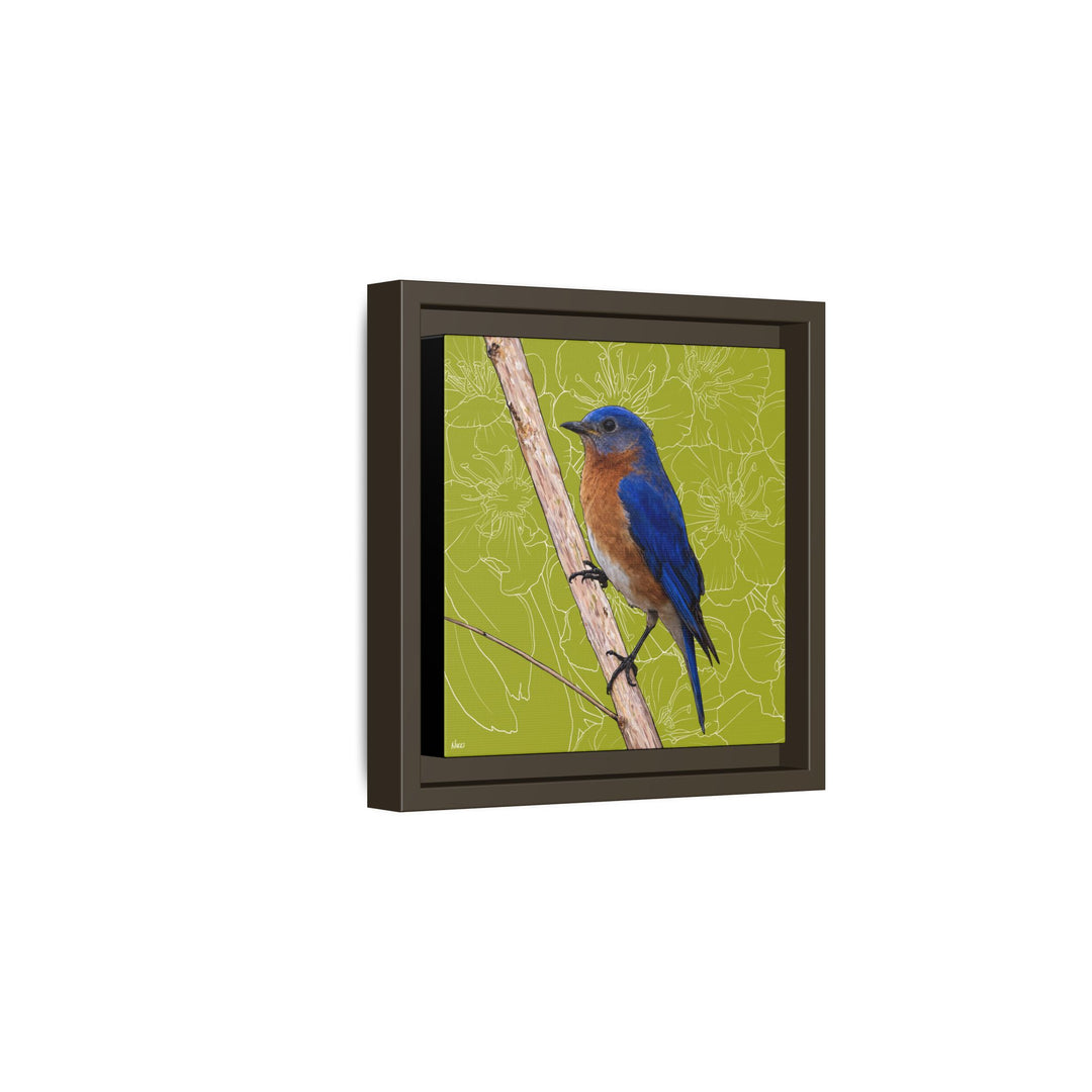 Eastern Bluebird: Missouri State Bird — Framed Canvas Print