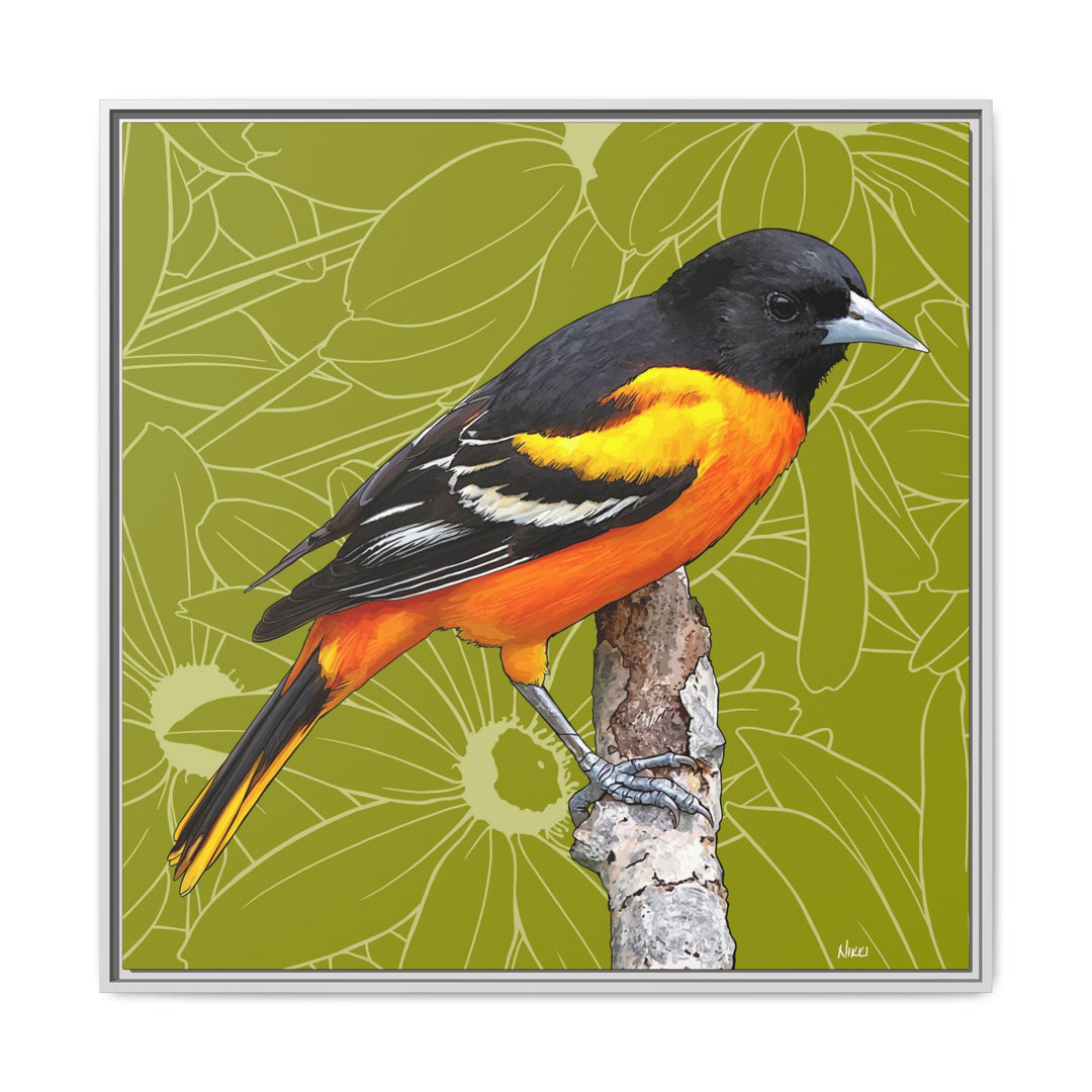 Baltimore Oriole: Maryland State Bird — Framed Canvas Print
