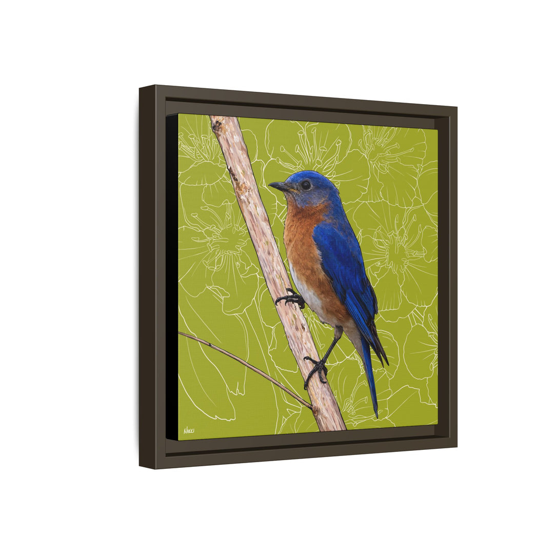 Eastern Bluebird: Missouri State Bird — Framed Canvas Print
