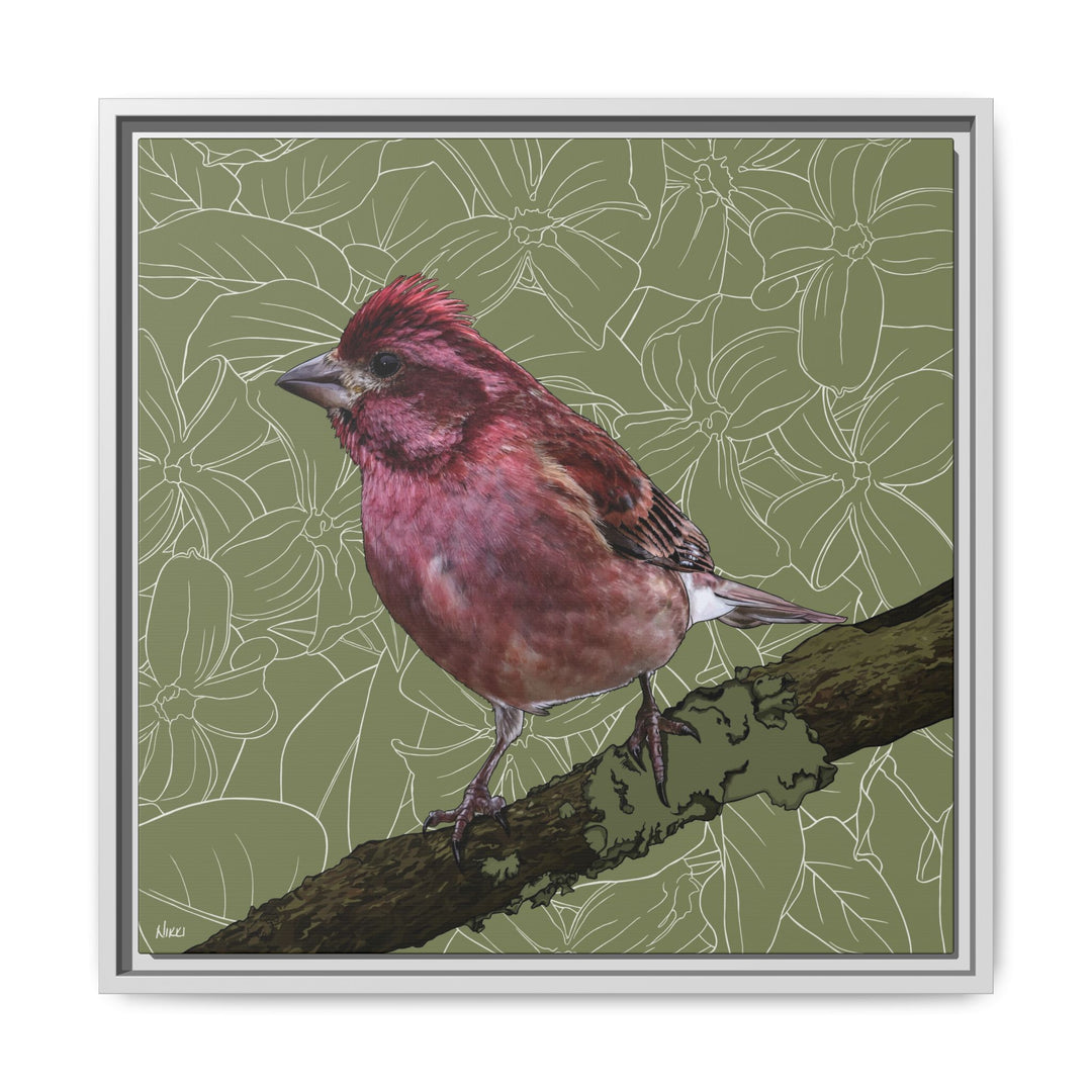 Purple Finch: New Hampshire State Bird — Framed Canvas Print Wall Art