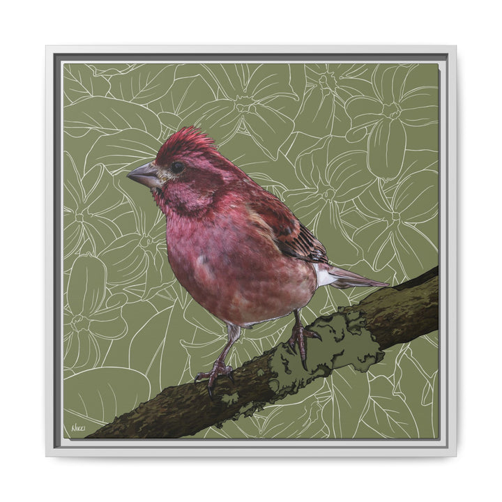 Purple Finch: New Hampshire State Bird — Framed Canvas Print Wall Art