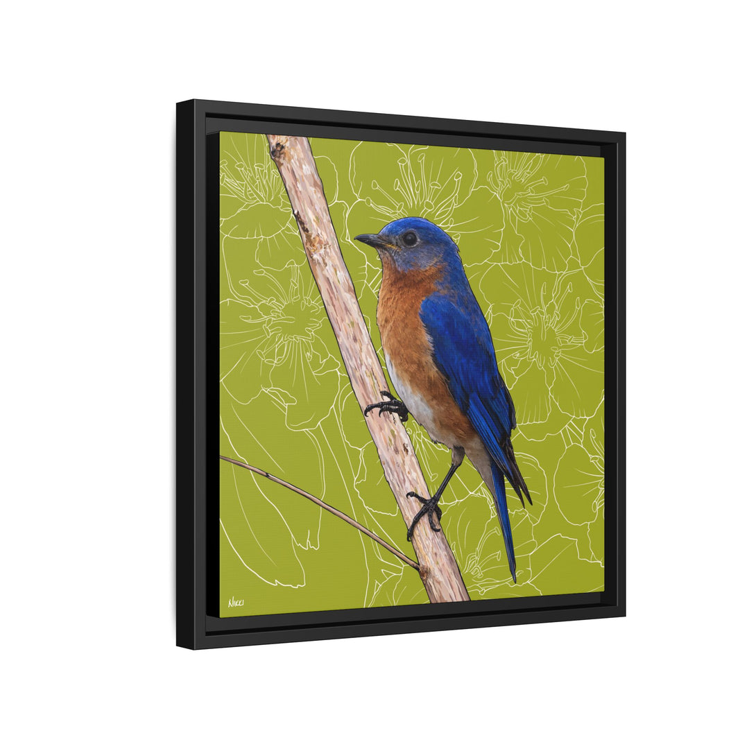 Eastern Bluebird: Missouri State Bird — Framed Canvas Print