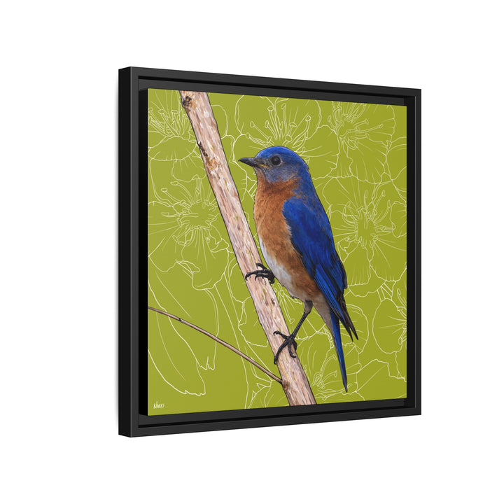 Eastern Bluebird: Missouri State Bird — Framed Canvas Print