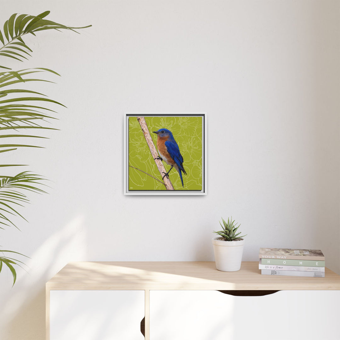 Eastern Bluebird: Missouri State Bird — Framed Canvas Print