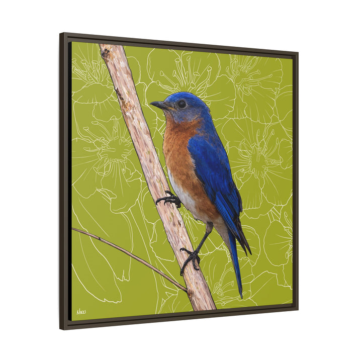 Eastern Bluebird: Missouri State Bird — Framed Canvas Print