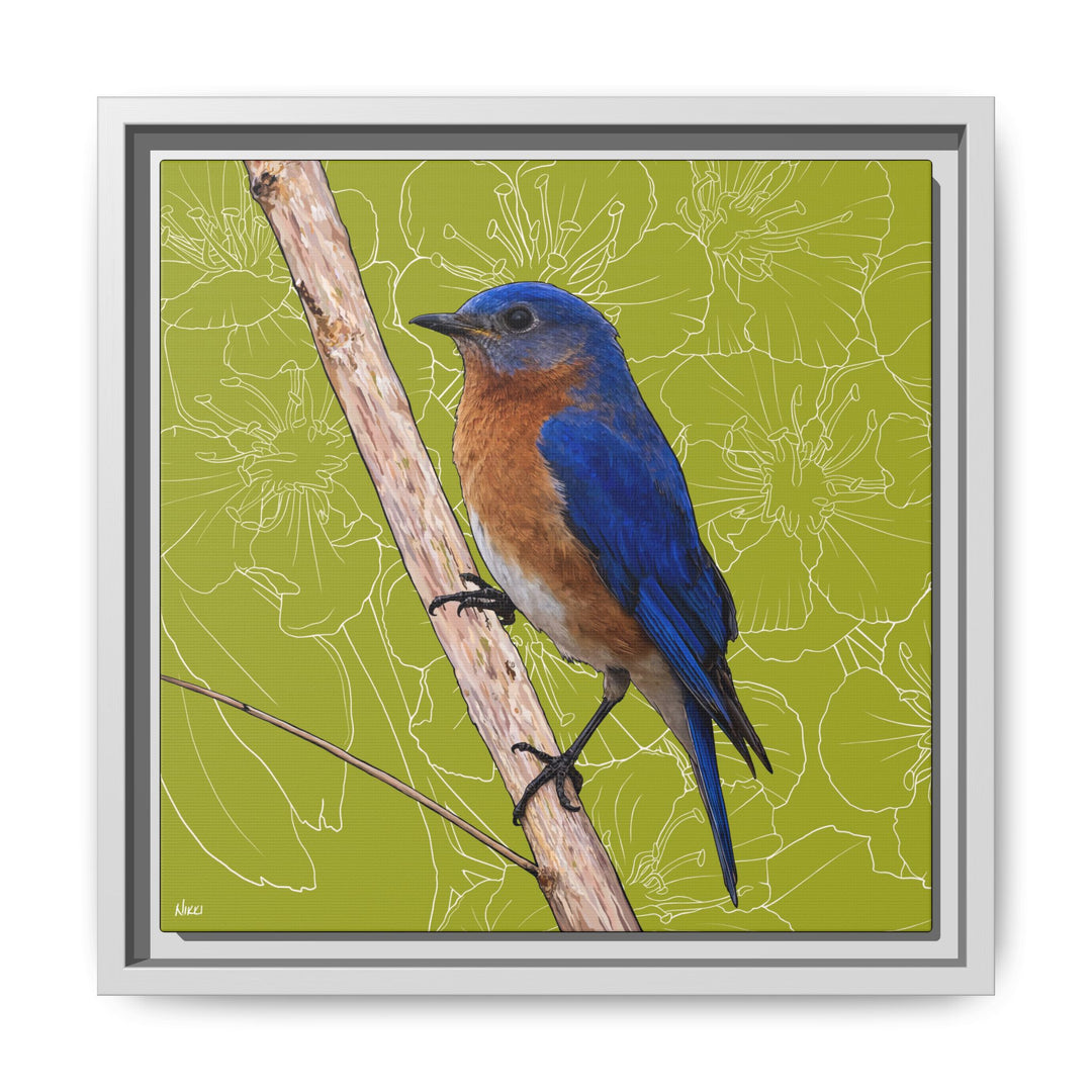 Eastern Bluebird: Missouri State Bird — Framed Canvas Print