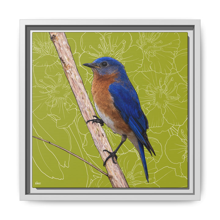 Eastern Bluebird: Missouri State Bird — Framed Canvas Print